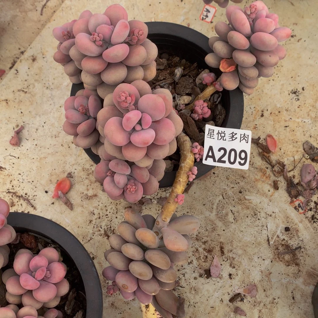 春*星悦多肉   A209