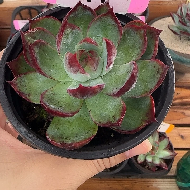 41 惊鸿仙子多肉植物