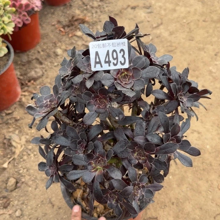 水墨画……多肉植物……