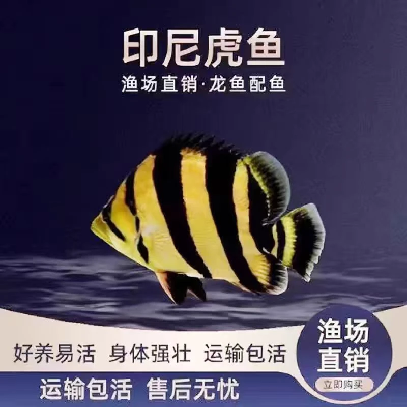 ❶四纹虎鱼印尼四纹苏门答腊虎苏虎热带练手泰国鱼苗观赏鱼热带鱼