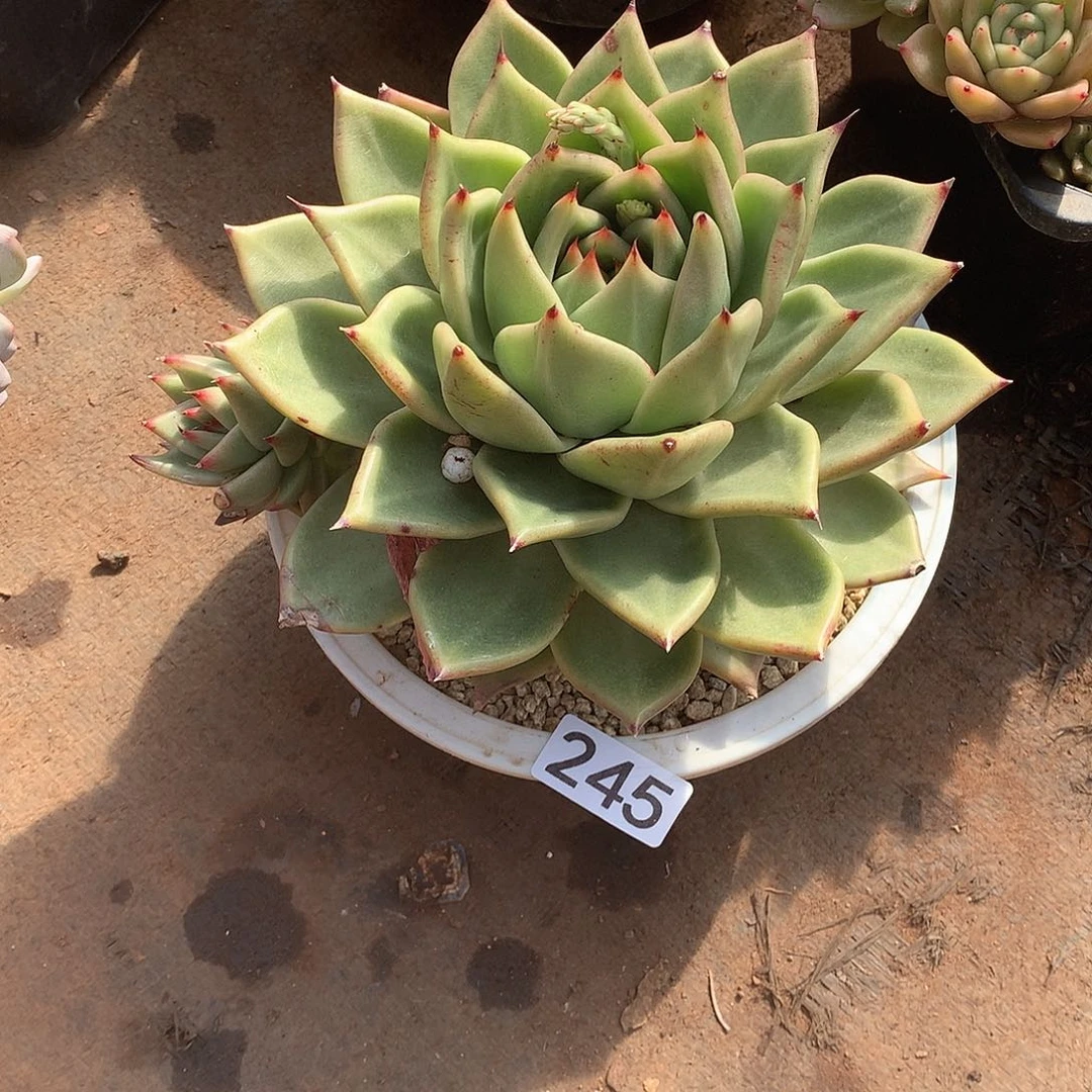 245 一物一拍多肉