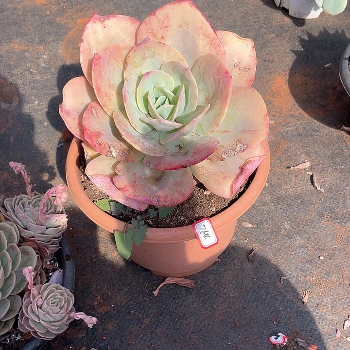 764凤 一物一拍多肉