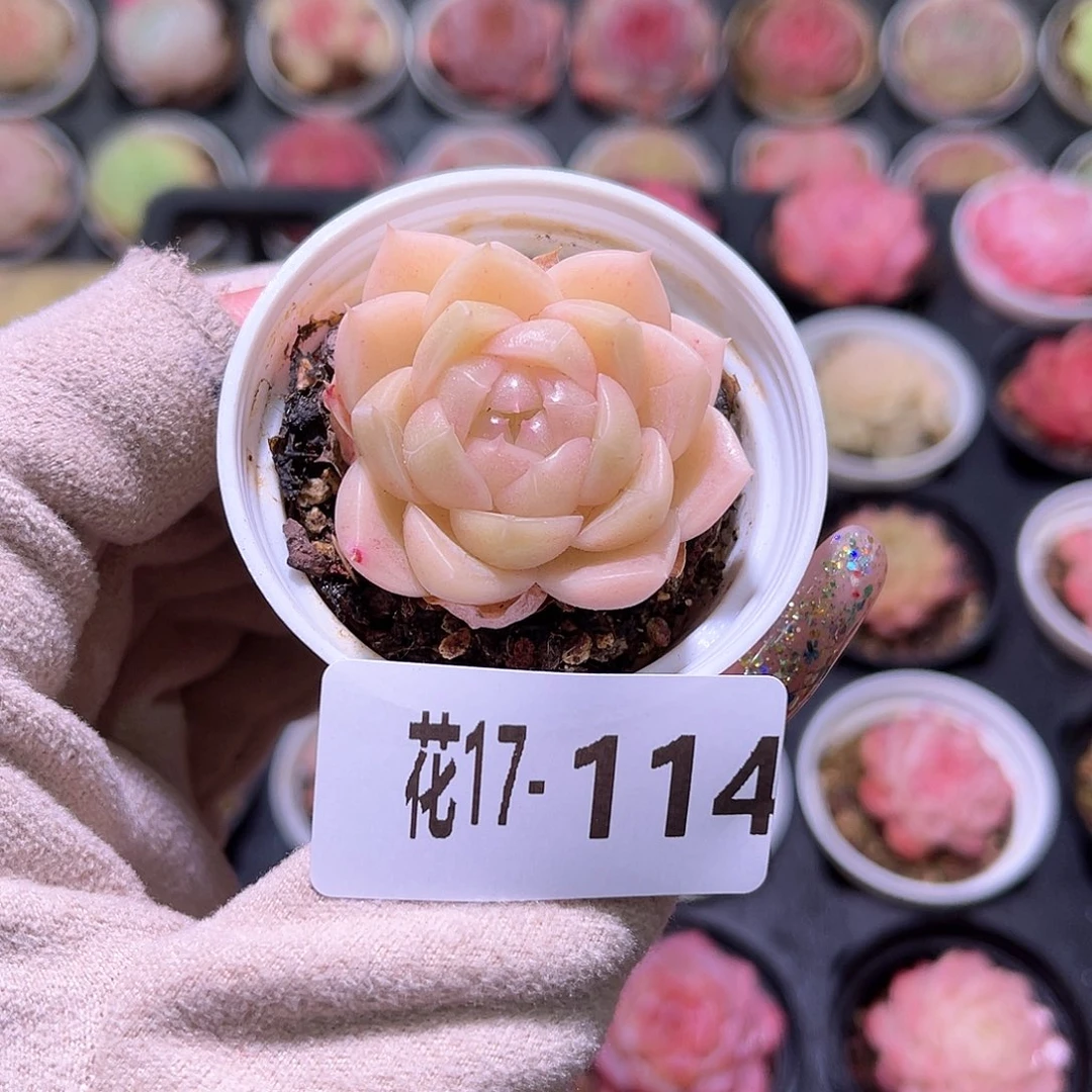 花利美17-114麦秆单头