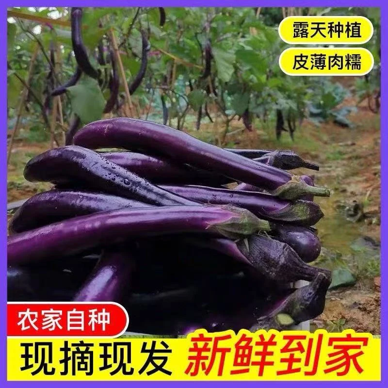 湖北露天紫茄子 线茄 1斤 2斤包邮