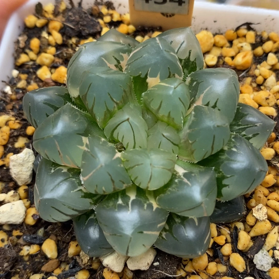 434水中月玉露锦一物一拍