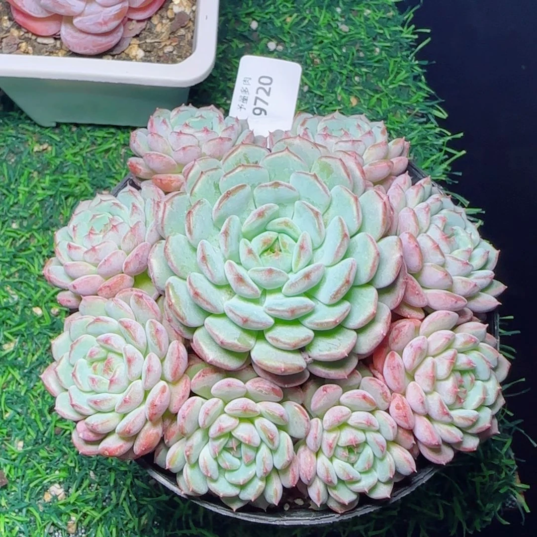白胖子手捧，9720多肉