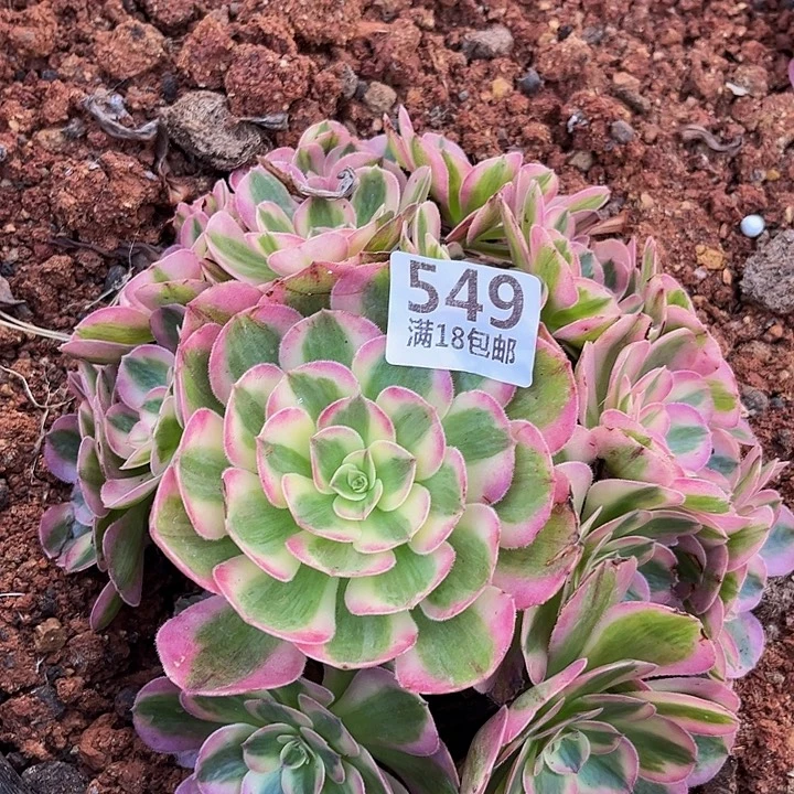 594倾城朵朵无根发货