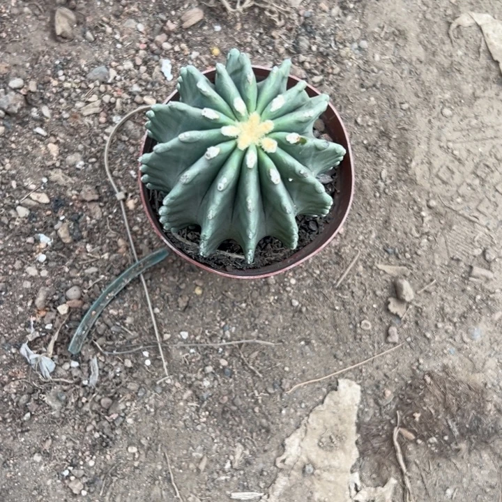 知***秋吉祥如意等名家作品多次