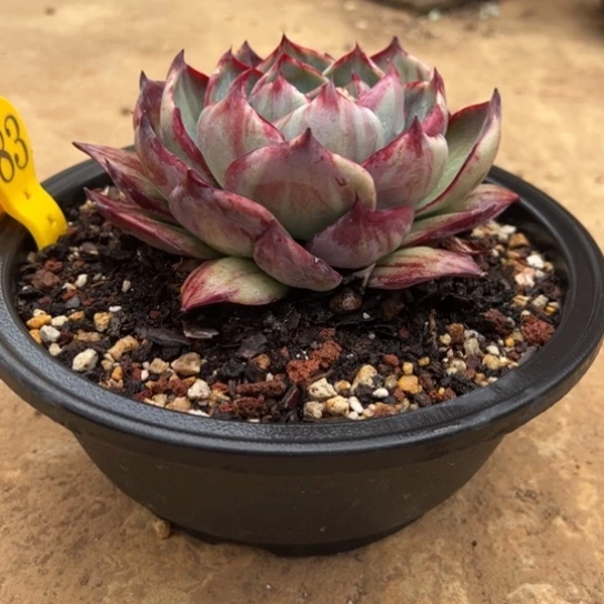 83惊鸿仙子 补差价