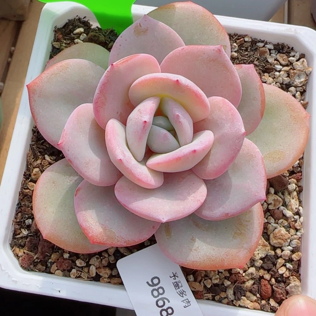 韩版奶茶，9868多肉植物