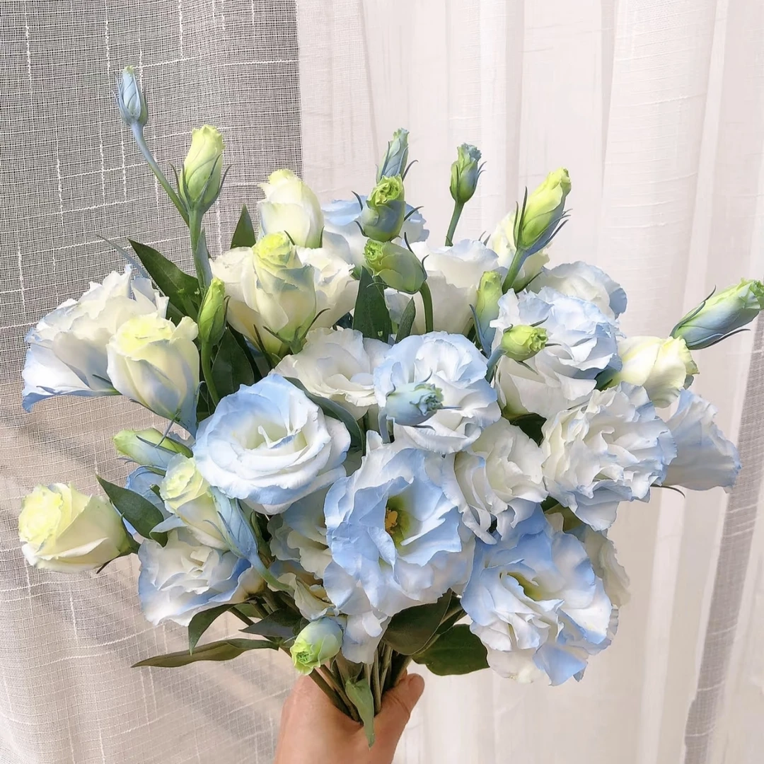 【碎冰蓝洋桔梗600g】2单升级顺丰冷链 售后请先联系客服