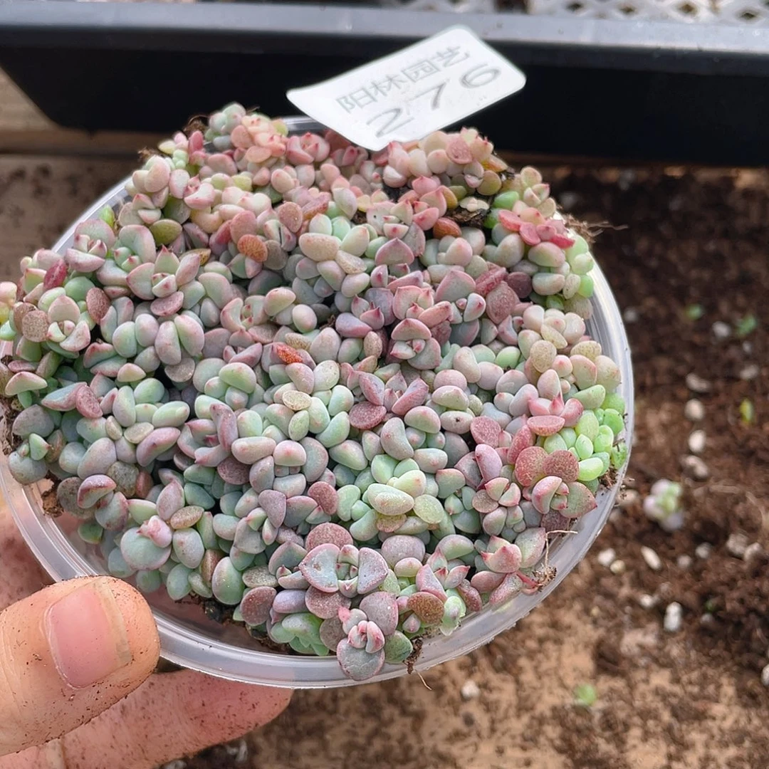 多肉植物多肉植物276