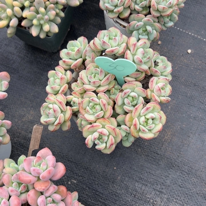 笑***语多肉植物一物一拍