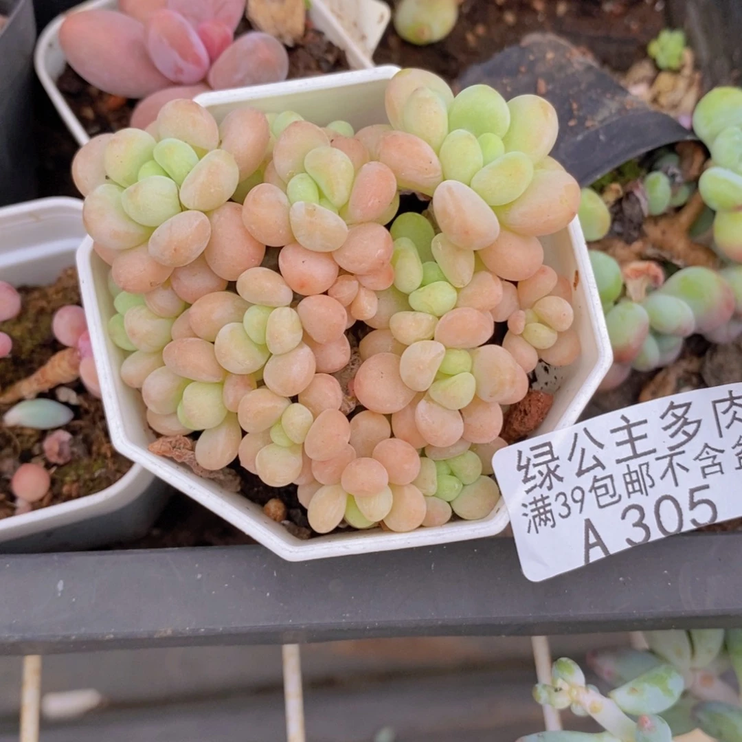 洛可可6cm305多肉植物