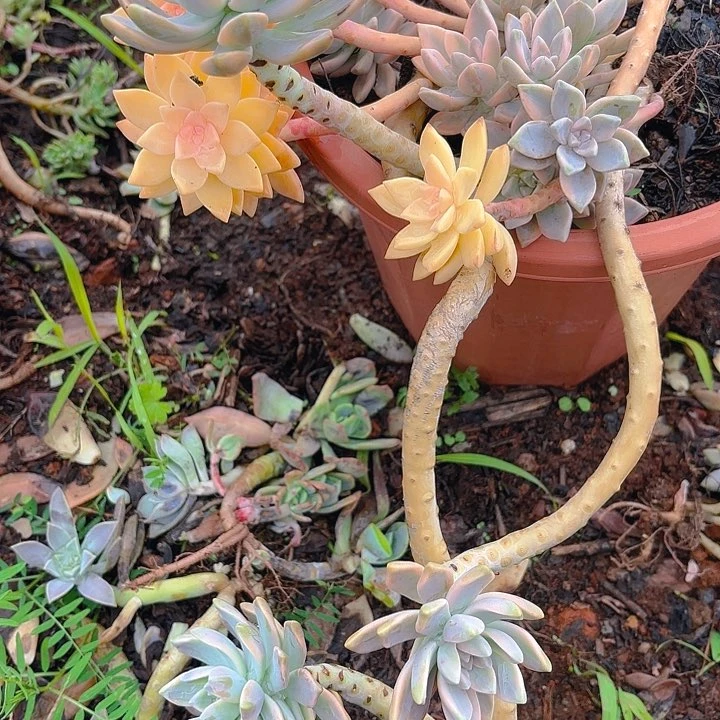 从**来多肉植物。。。。。。。。。。。。。。。。。。