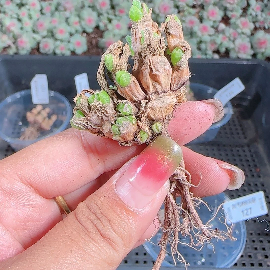 0923-127麦秆优选不包整