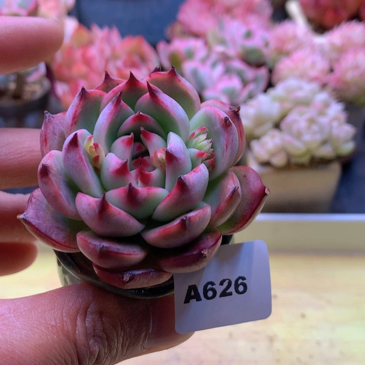 一物一拍满38包邮A626
