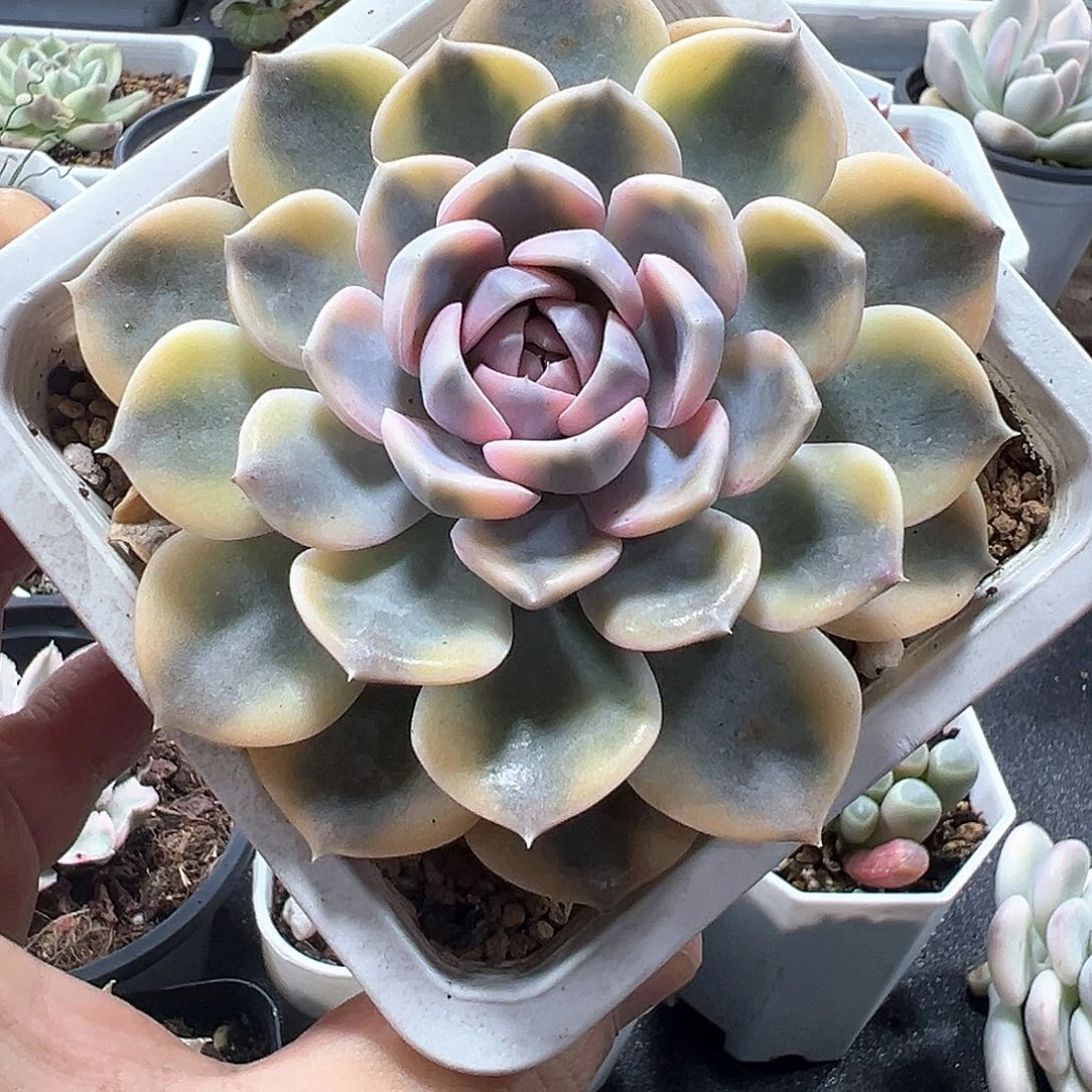 汉堡锦 小方花圃一物一拍