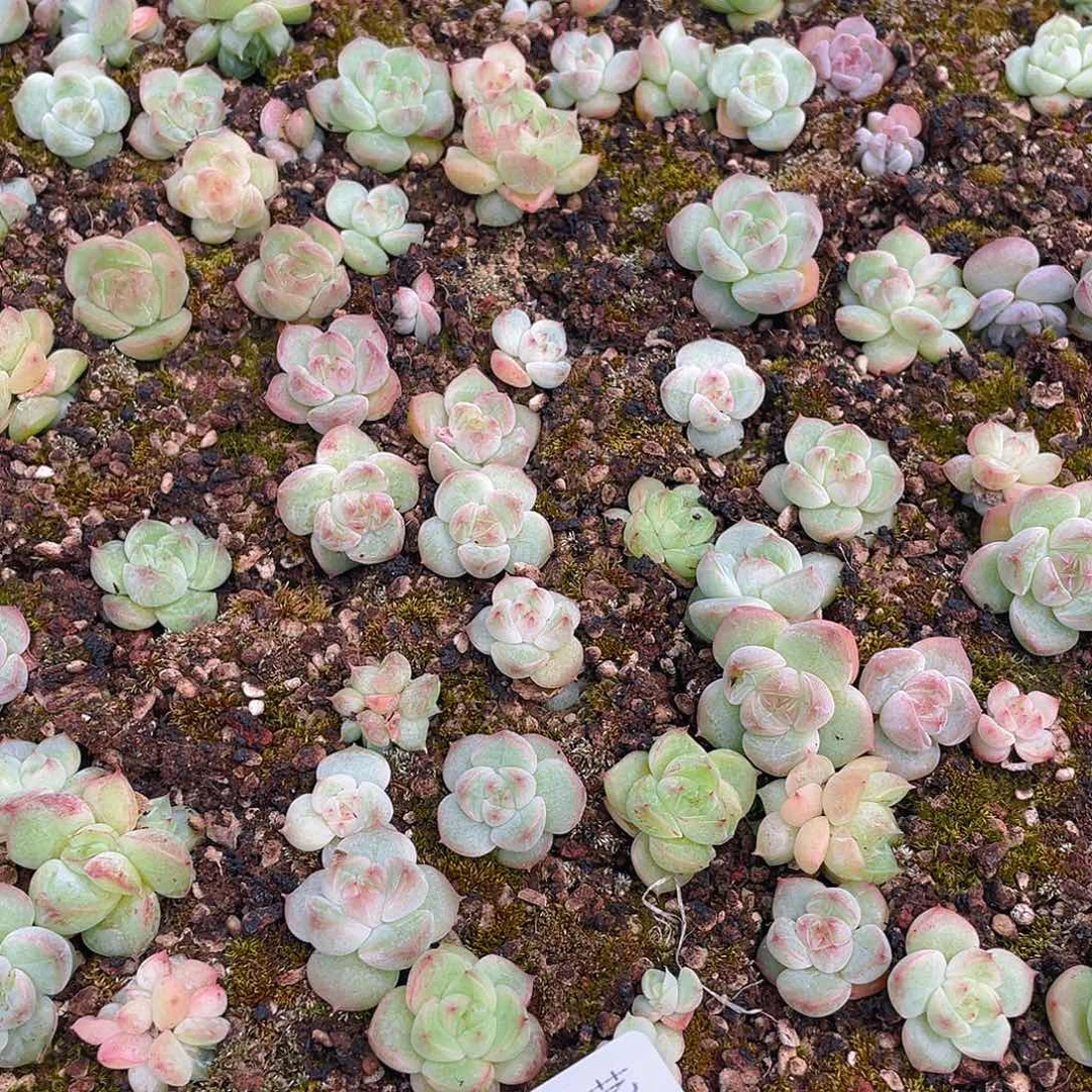 李****多肉植物多肉植物749