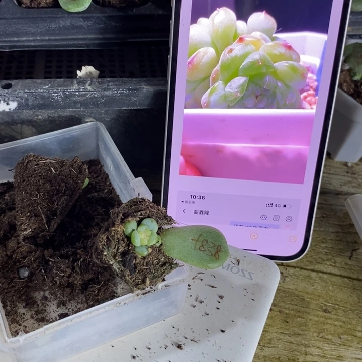 甜心838芽苗一个多肉