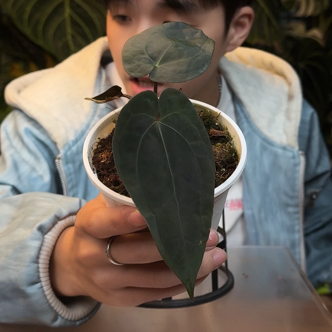 完全开放K79霍夫曼杂papi