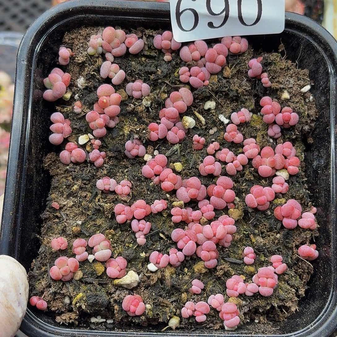 多肉植物多肉植物690