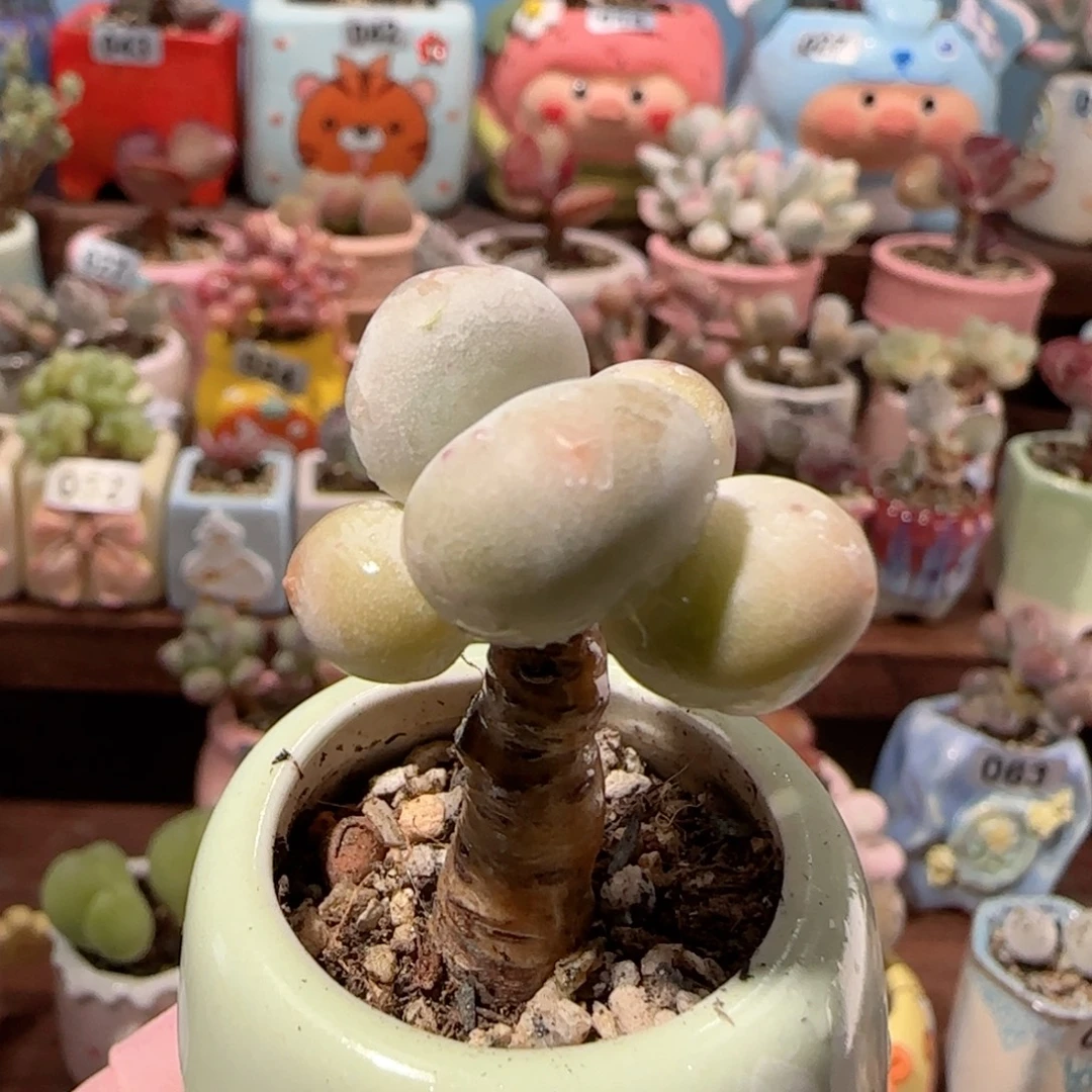 T蛋黄奶盆口2.5cm