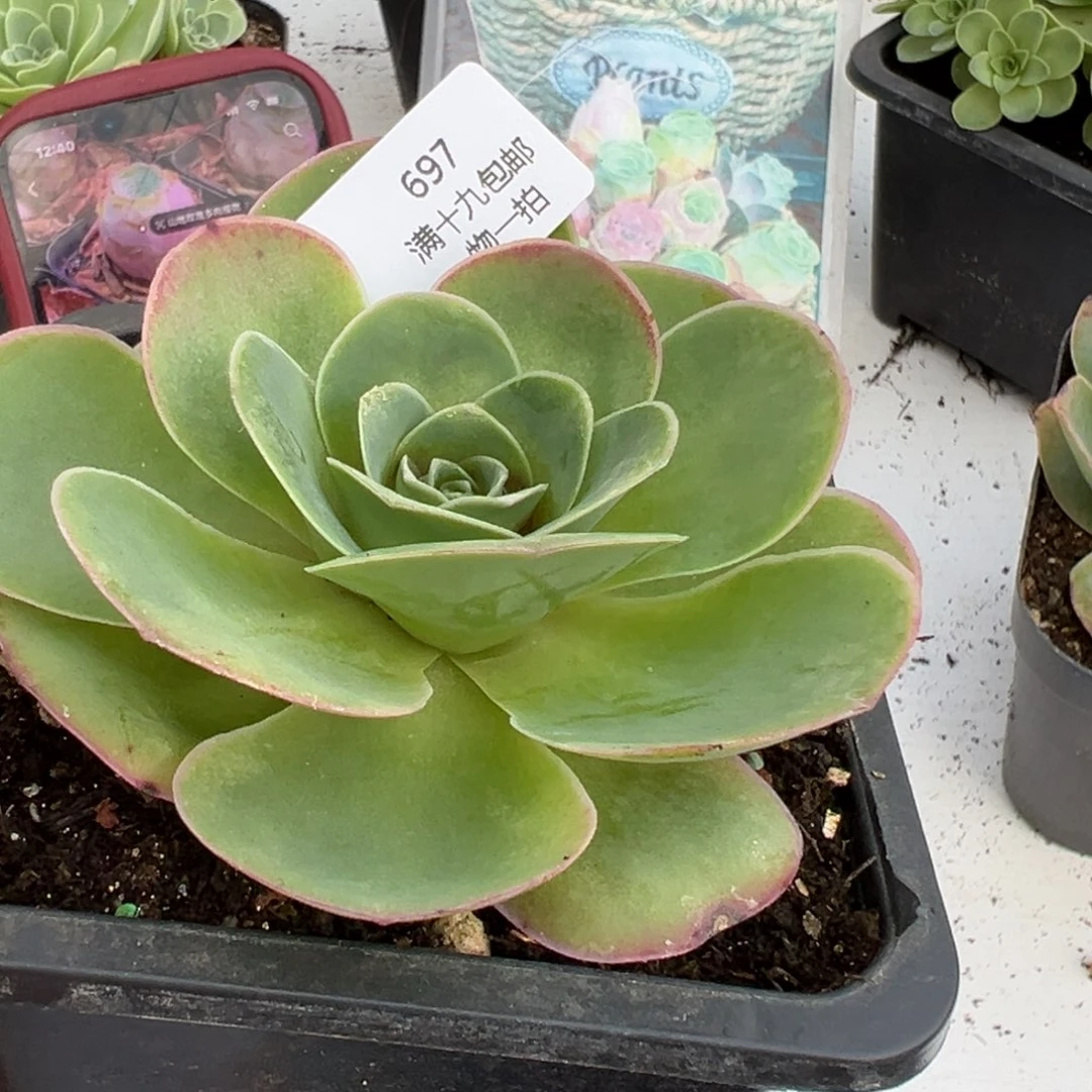 697 山地玫瑰基地带盆土