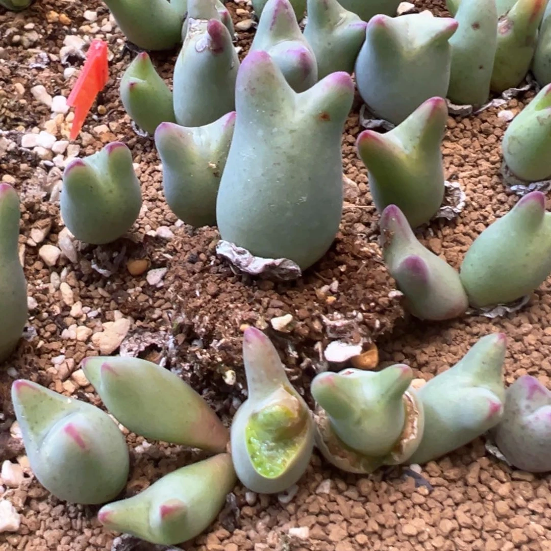 ࿐****青山专拍 肉锥植物