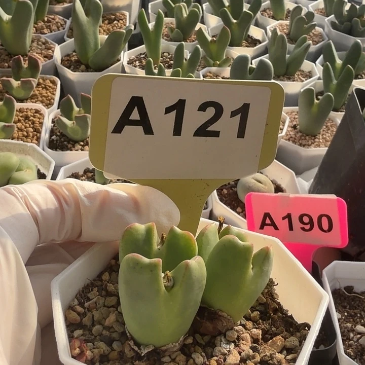 燕***只121姐姐哈哈哈哈姐姐家