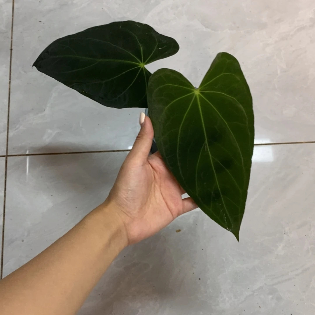 揪***揪不开花植物3728  活动（无售后）