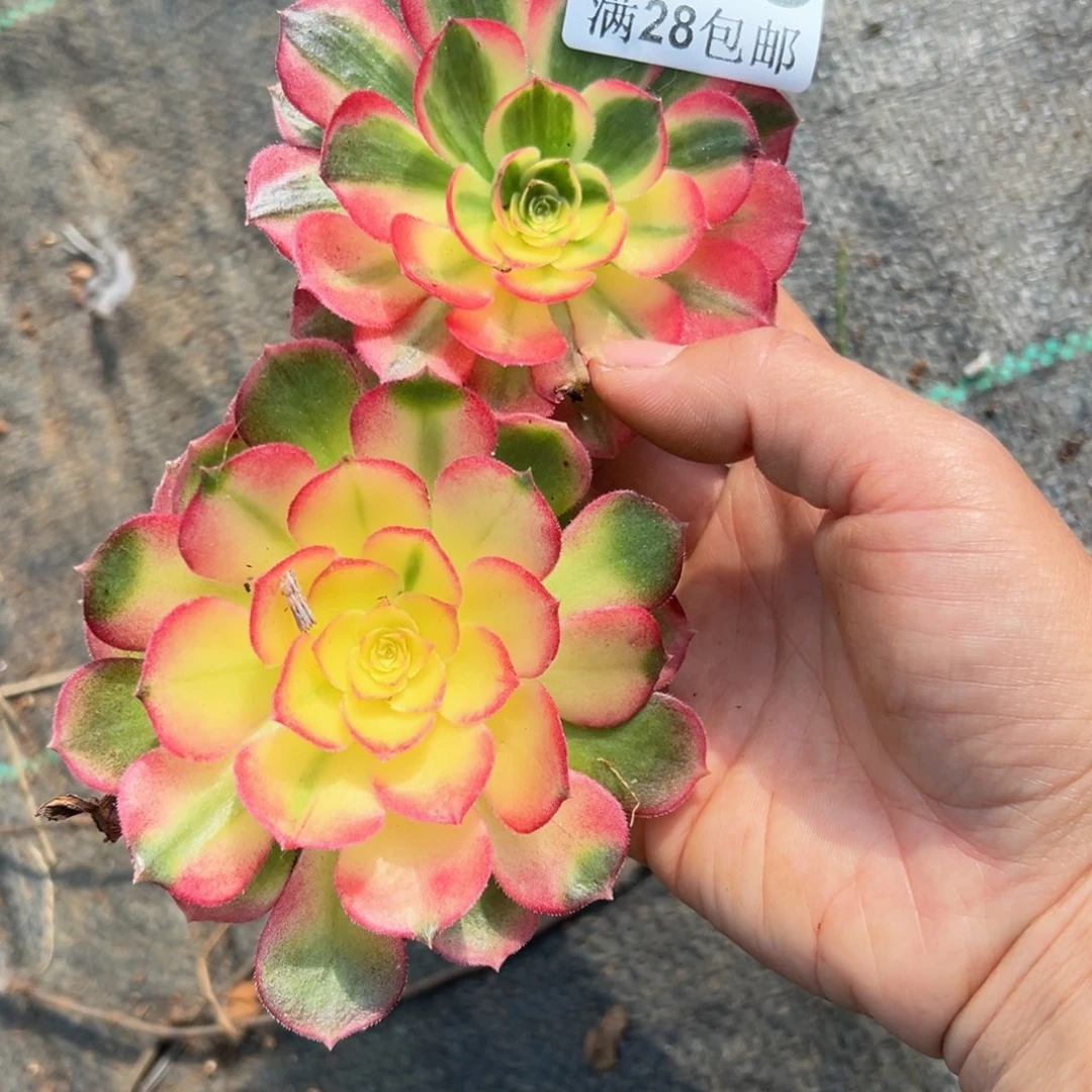 多肉植物966两颗小单头无售后