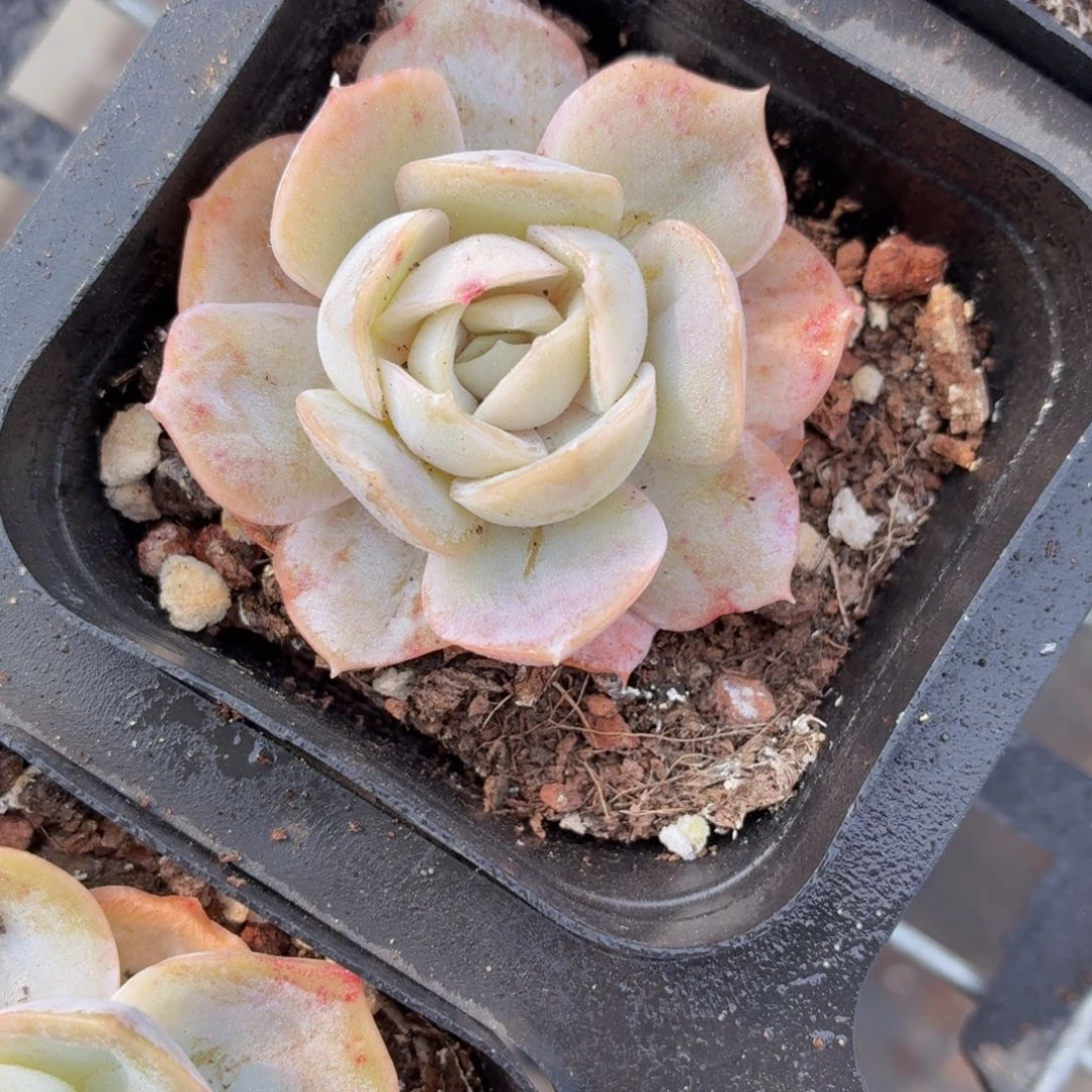 蓝色惊喜多肉9.9包邮发货