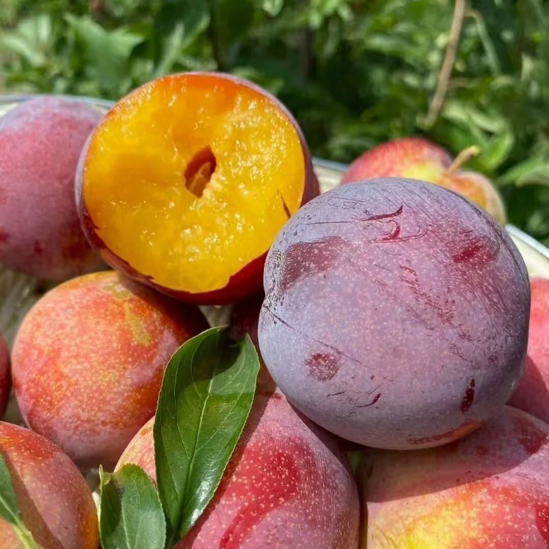 正宗红布林李子当季新鲜时令维生素c水果香甜多汁红布林红肉李子