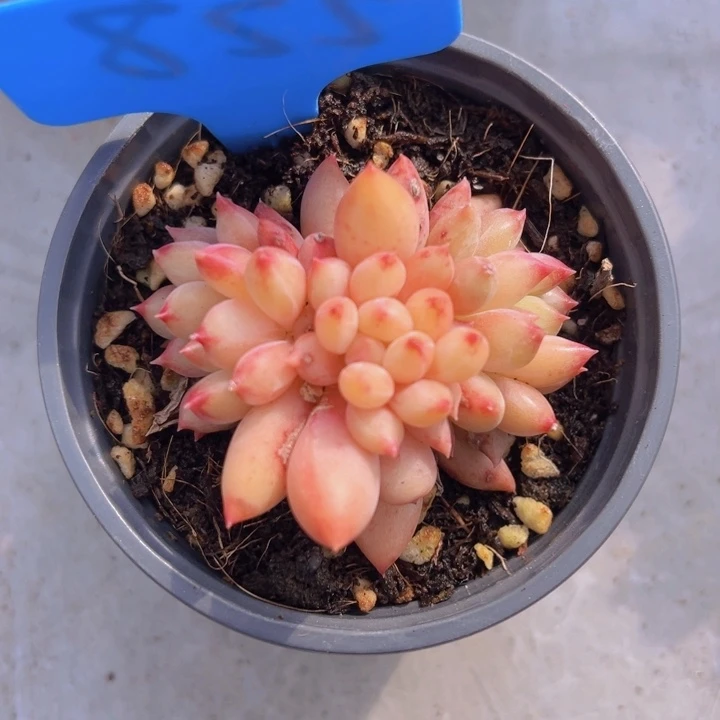 健健康康平平安安