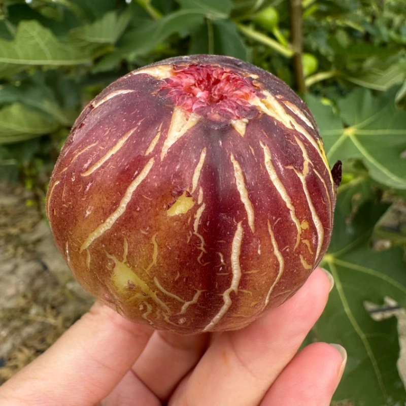 上海本地树熟无花果新鲜红皮应季水果甜糯特大果