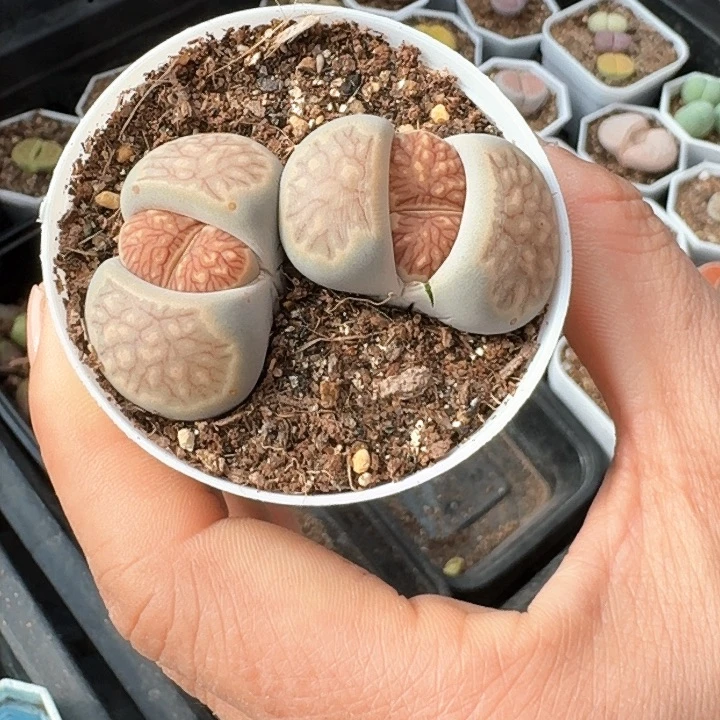 生石花1111。   19