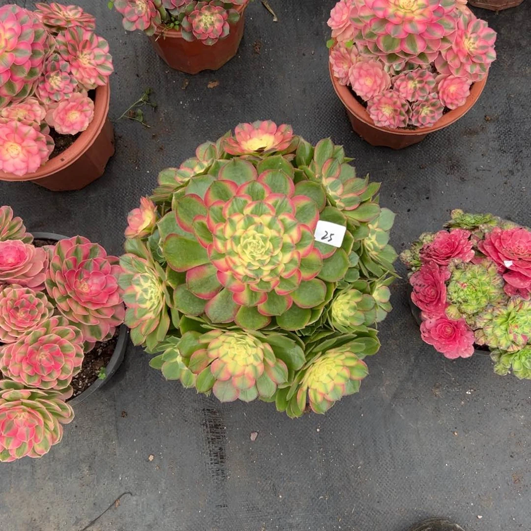25玉芙蓉多肉植物