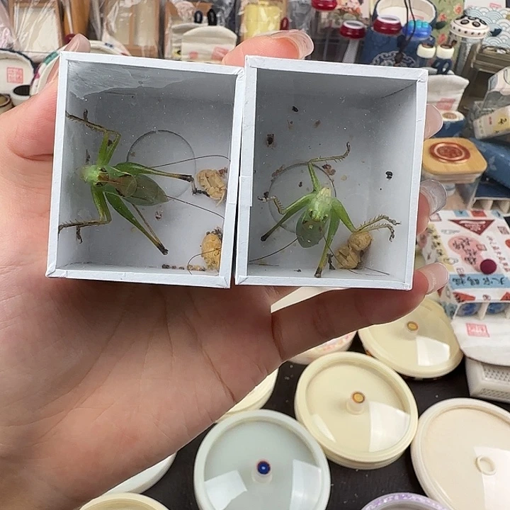 蟋蟀贾姐翠绿扎嘴一只