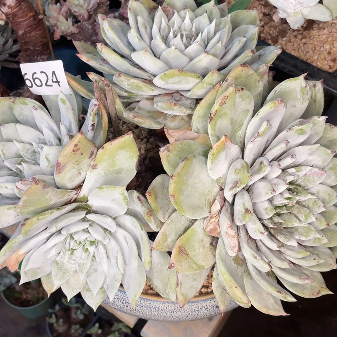 東*妤牡丹苹果叶老桩6624