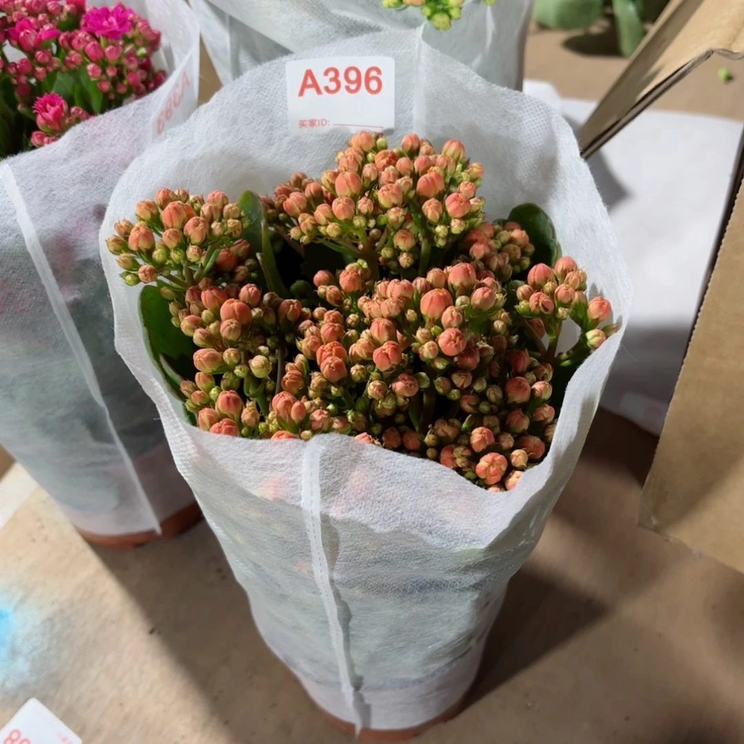 A396索尔丹长寿花一颗