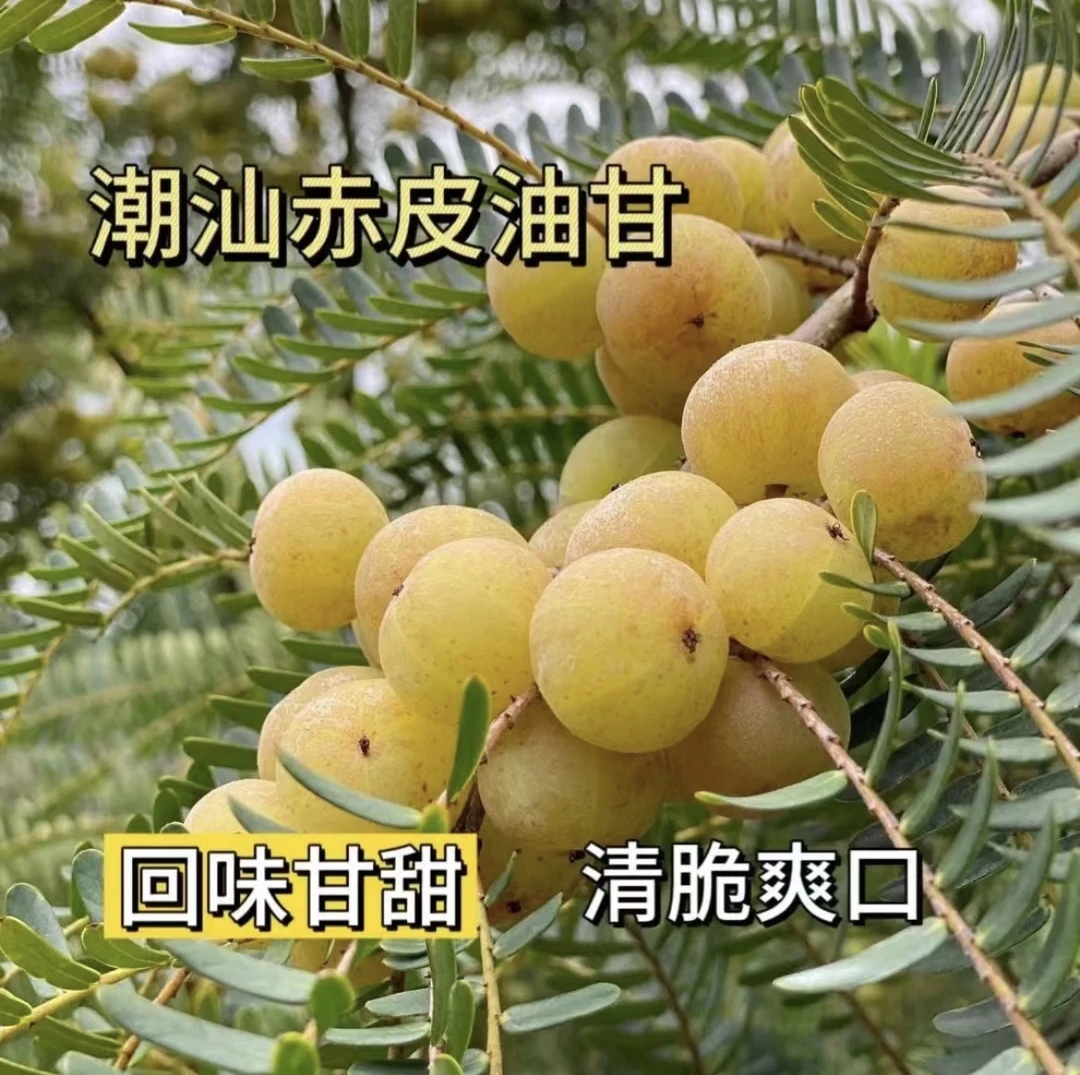 潮汕油甘果金灶赤皮油甘果 回甘 小个 煲汤 榨汁孕妇水果 一斤装