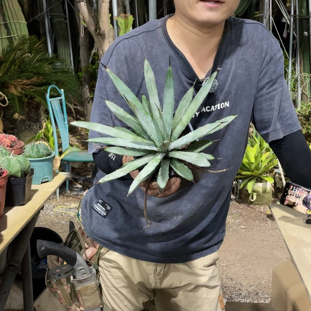20公分左右蓝姬八荒殿量拍