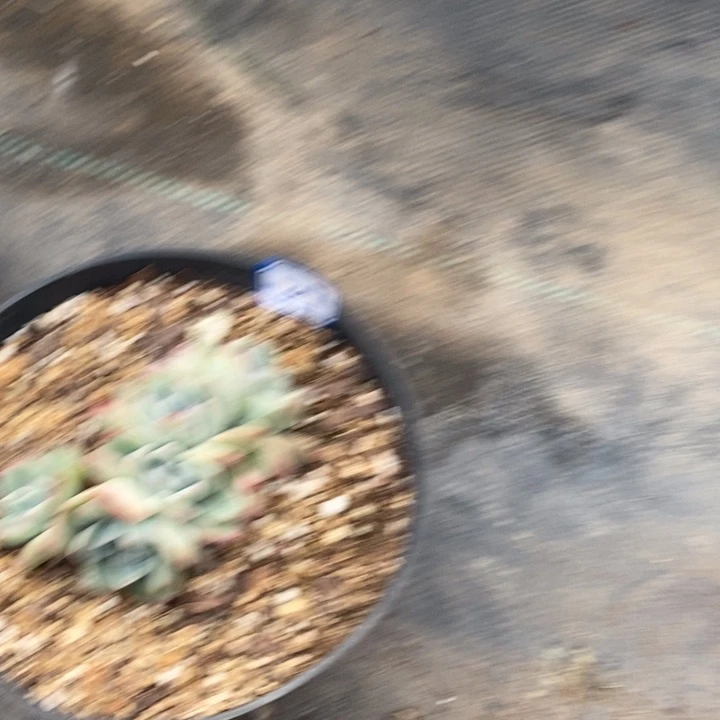 西**心一物一拍泡芙217