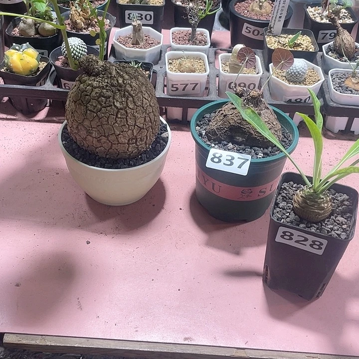 独***二837泰国一叶龟➕大龙甲龟