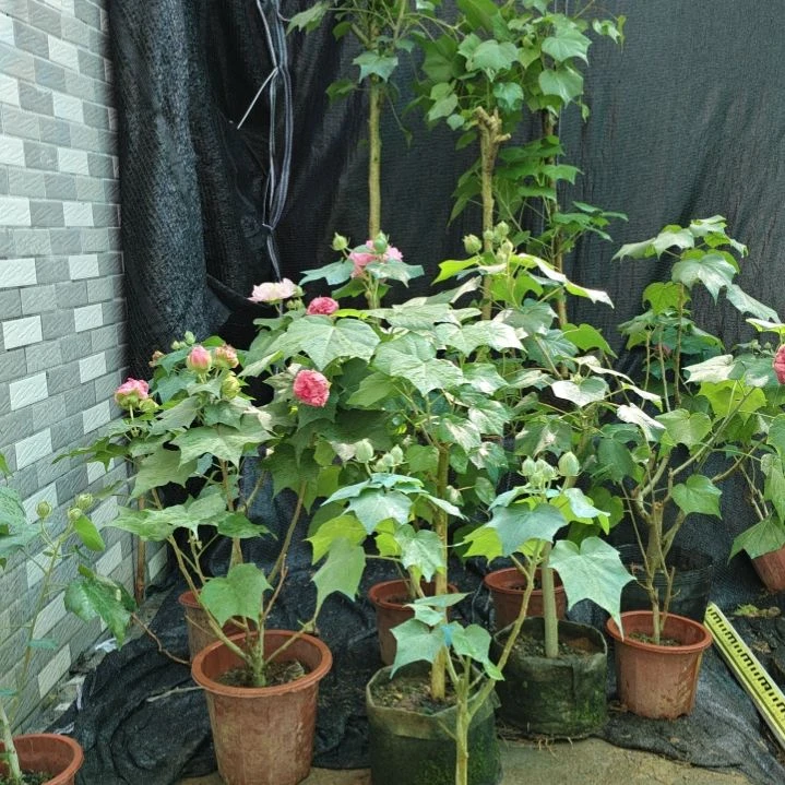 无花朵芙蓉花带花苞1702