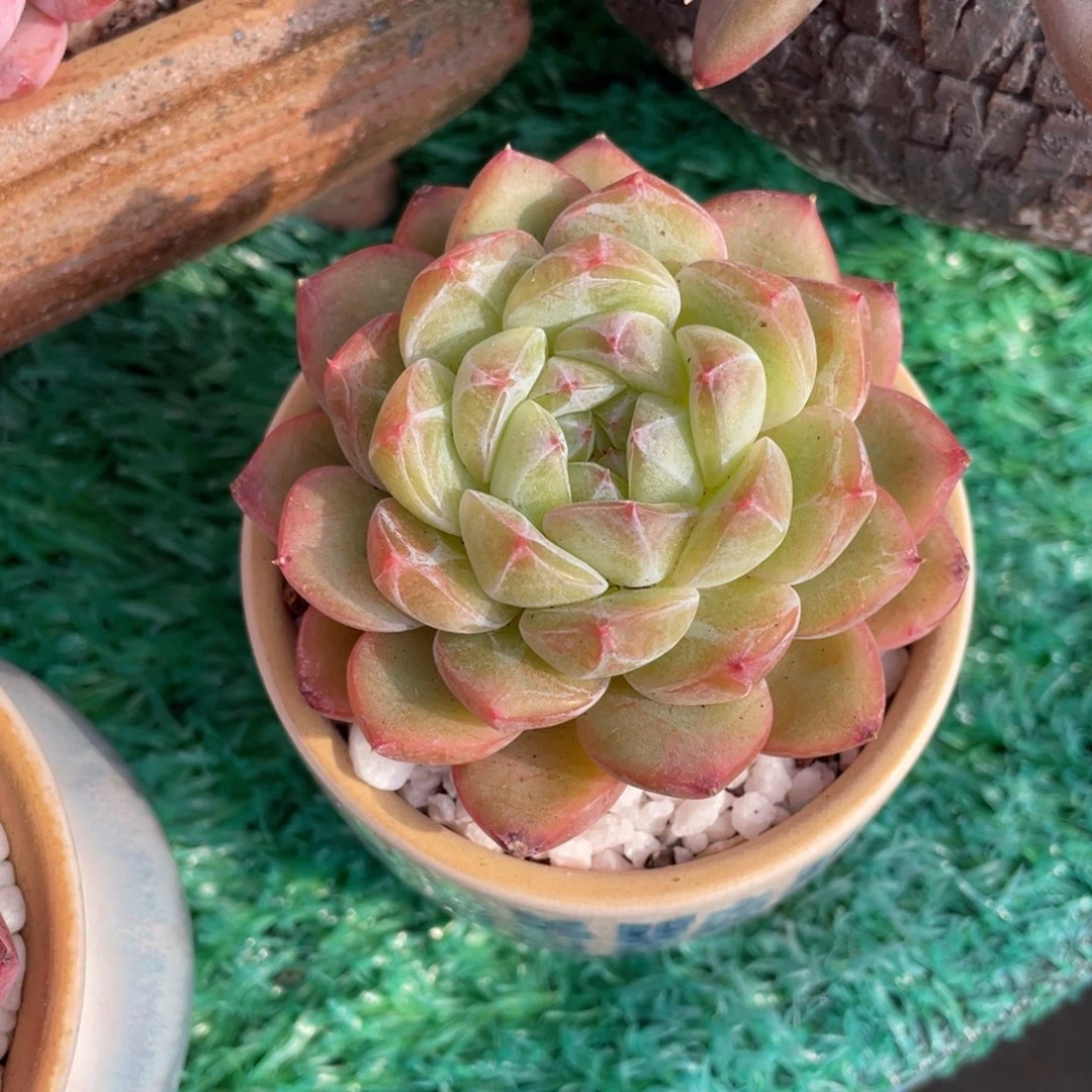 多肉植物盆栽多肉，