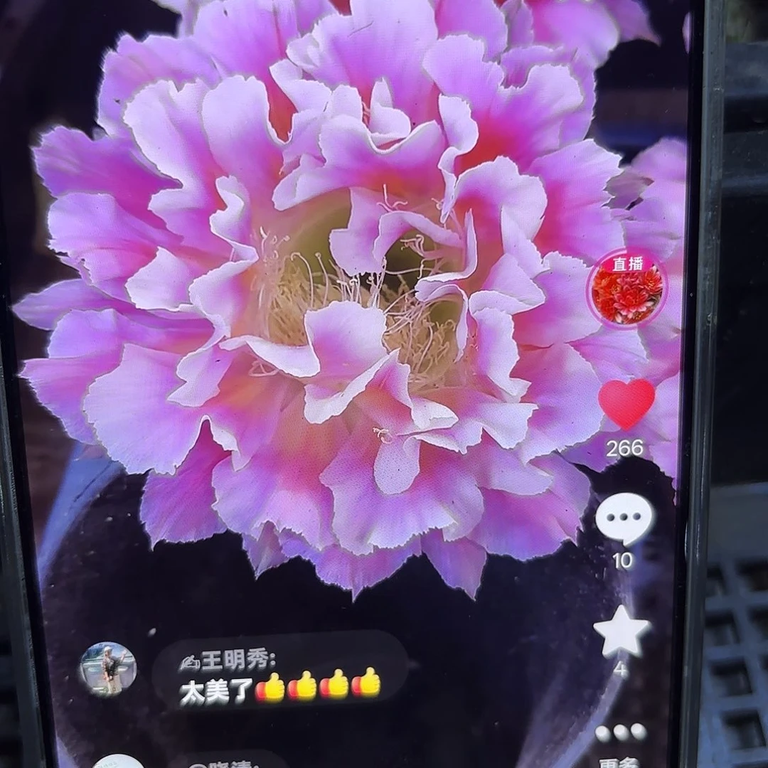 云羽彩5公分侧牙20包邮17