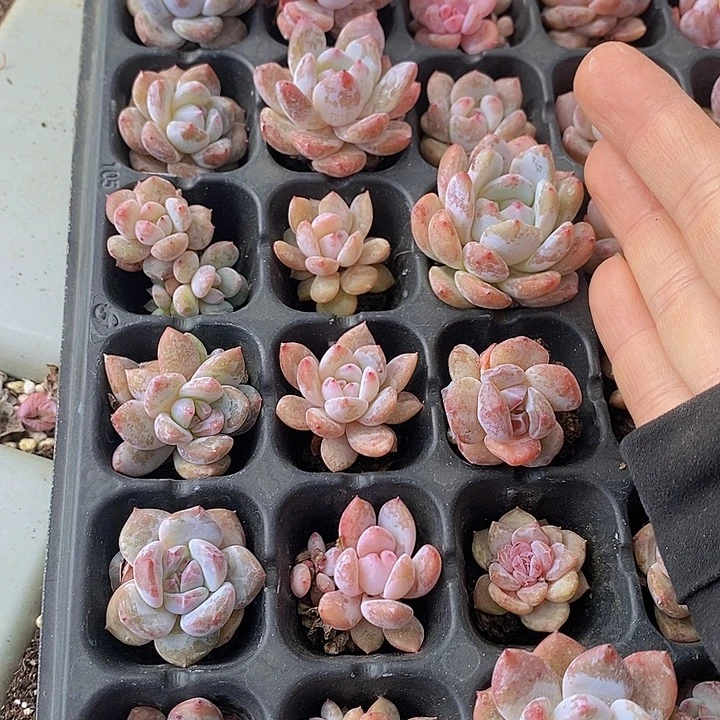 153 多肉植物盆栽植物