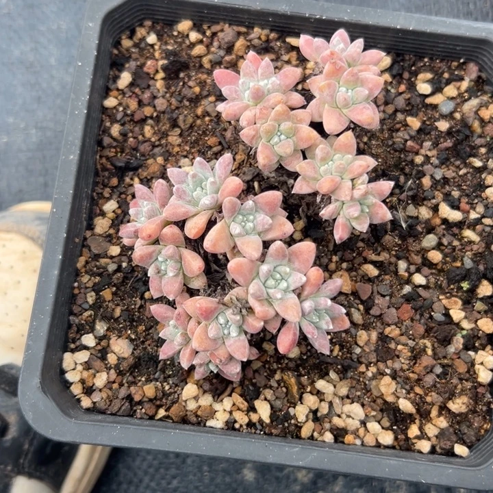 晨****可可爱爱白菊～一物一拍0904